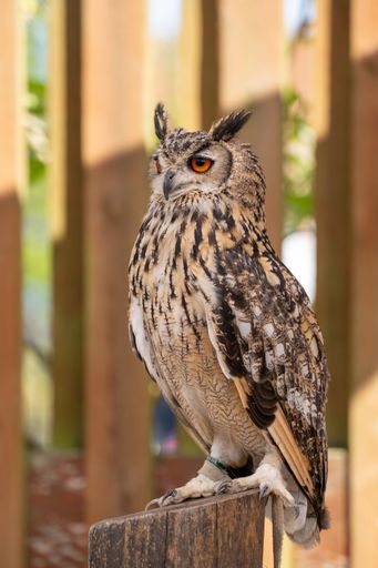 A majestic owl perched on a wooden post with vibrant orange eyes and detailed feathers, set against a blurred natural background.
