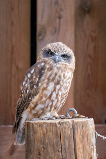 A close-up of a brown owl perched on a wooden post with a blurred wooden background.