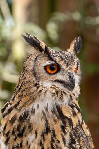 Close-up of a Eurasian Eagle-Owl with striking orange eyes and detailed feathers, set against a blurred natural background.