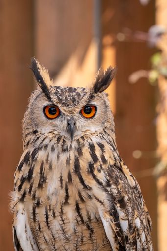Close-up of a Eurasian eagle-owl with striking orange eyes and detailed plumage, set against a blurred natural background.