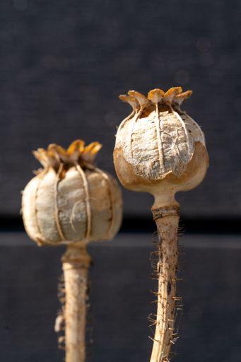 Two dried poppy seed pods against a dark, blurred background
