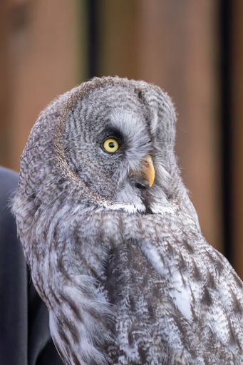 Close-up of a great grey owl with striking yellow eyes and detailed plumage, set against a blurred natural background.