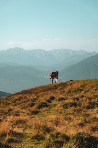 A solitary cow grazes on a grassy hilltop with a backdrop of majestic mountain ranges under a clear blue sky.