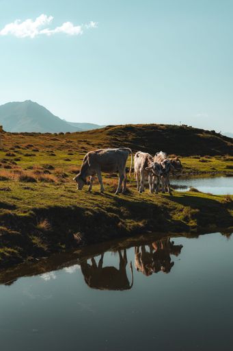 Cows grazing near a tranquil pond with mountain backdrop under a clear blue sky.