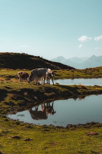 Cows grazing near a tranquil pond in a mountainous landscape under a clear blue sky.