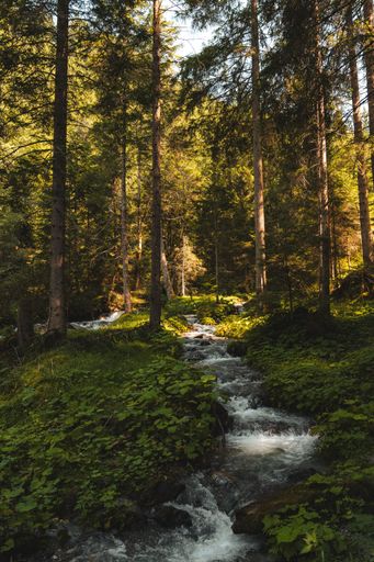 A serene forest scene with a flowing stream under dappled sunlight, creating a tranquil and picturesque natural setting.