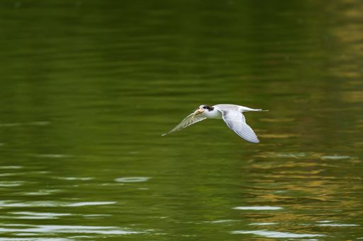 A tern glides over a serene green lake, capturing a small fish in its beak, showcasing nature's beauty and grace.