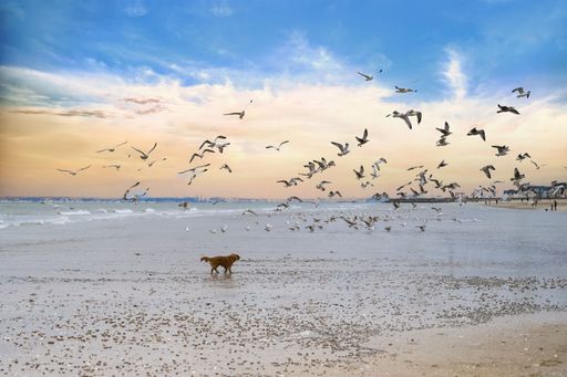 A Cabourg, the beach, a dog playing with gulls, birds flying.