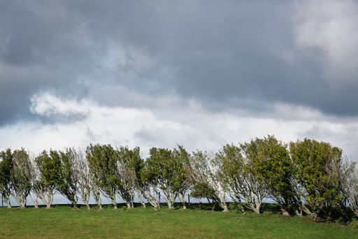 A row of windswept trees on a grassy hill under a dramatic cloudy sky.
