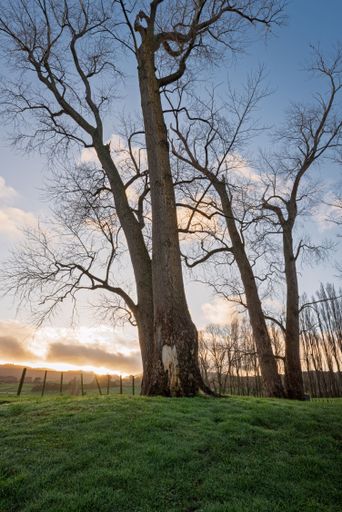 The tall leafless trees in a grassy field at sunrise, with a clear sky and warm sunlight in the background.
