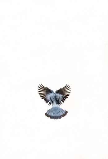 A vertical shot of a flying gray dove isolated on a white background