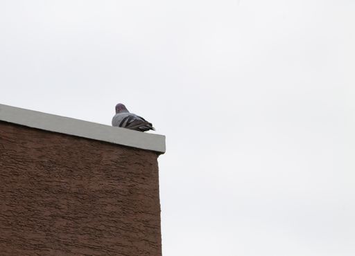 A view from behind of a gray dove on the edge of the building roof under a cloudy sky