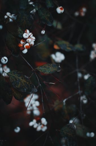 A selective focus vertical shot of a white snowberry tree brunches