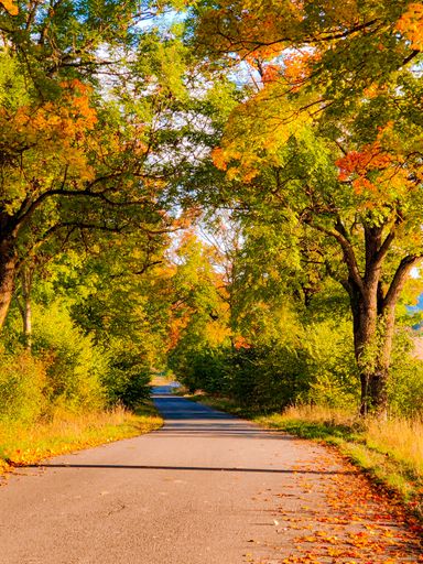 A vertical shot of a trail through a park with colorful autumn trees