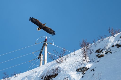 A low angle shot of a bald eagle flying in the sky during winter