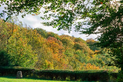 A dense forest near the park in the fall colors