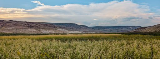 A landscape of a vast field with wildflowers under a partly cloudy sky, set against distant hills