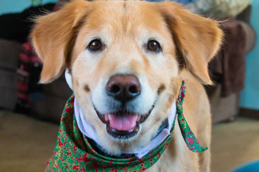 An amazing shot of a golden retriever dressed up in Christmas style