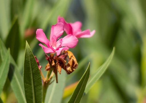 Close-up of a vibrant pink flower with green leaves in soft focus background, capturing nature's beauty.