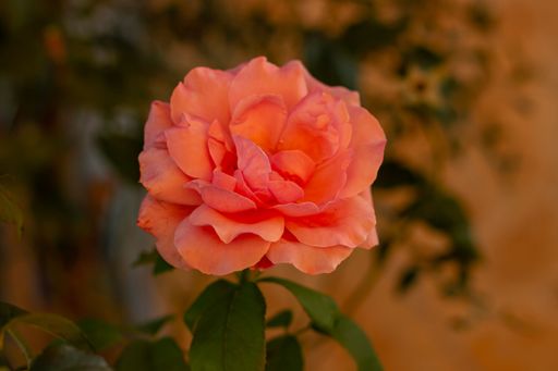 Close-up of a vibrant orange rose in full bloom against a blurred background.
