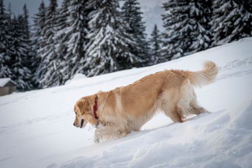 A view of a golden retriever running in the snow on the background of firs