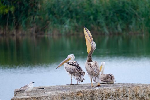 A tranquil scenery of pelicans perched on a rock by the lake on a gloomy day