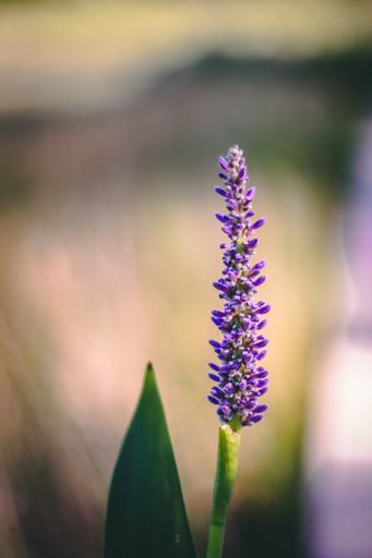 A vertical selective focus of a purple woolly lavender growing in the field