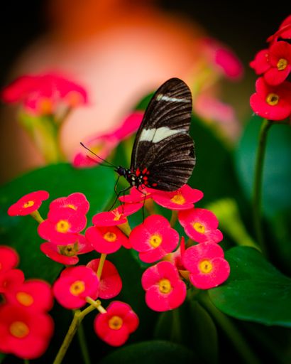 A vertical shot of a butterfly on a pink flower in a garden