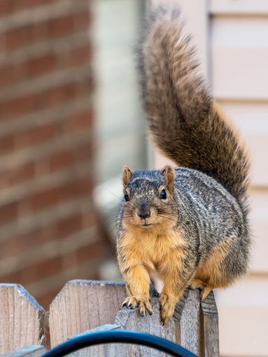 A closeup shot of a squirrel sitting on the wooden fence