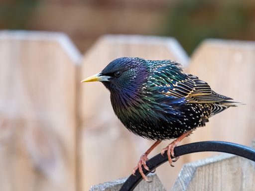 A closeup shot of a cute European starling