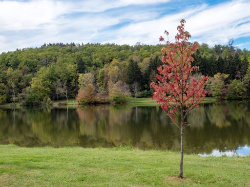 An amazing view of a little tree with red leaves on reflecting lake background