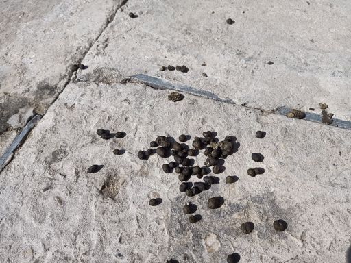 A closeup of dry animal excrements on the asphalt