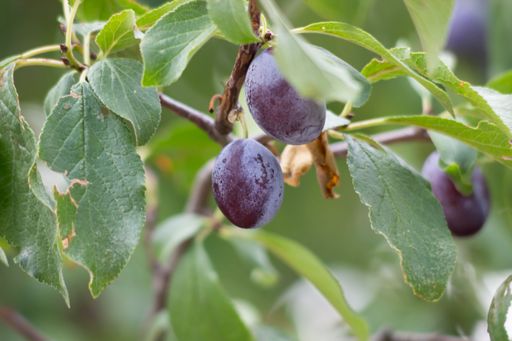 Ripe purple plums hanging on a tree branch in close-up view