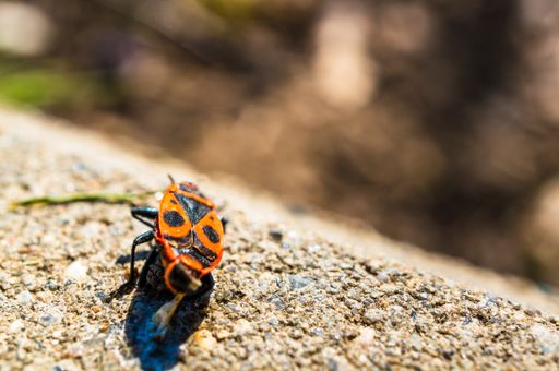 A closeup selective focus shot of a red bug standing on a stone