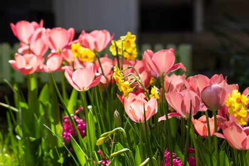 Vibrant garden scene with pink tulips and yellow flowers in sunlight, showcasing spring beauty.