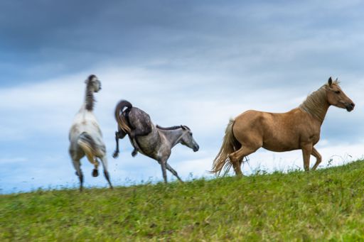 Three horses running freely on a grassy field under a cloudy sky, showcasing motion and freedom in nature.