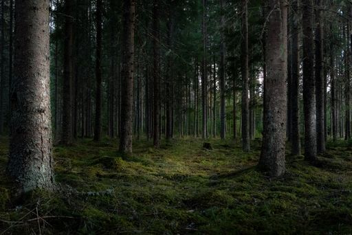 A beautiful shot of a forest with tall green trees - great for a background