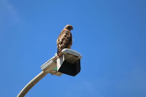 A hawk perched on a streetlight against a clear blue sky, showcasing urban wildlife.