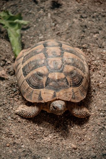 A vertical closeup of a turtle outdoors during daylight