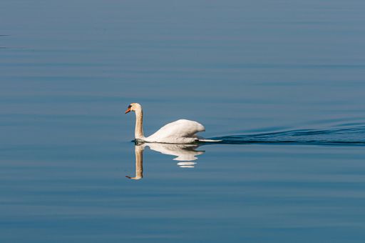 A beautiful shot of a swan swimming in the water of Lake Leman in Switzerland at daytime