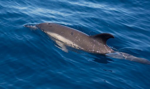 A closeup shot of a dolphin swimming in the sea