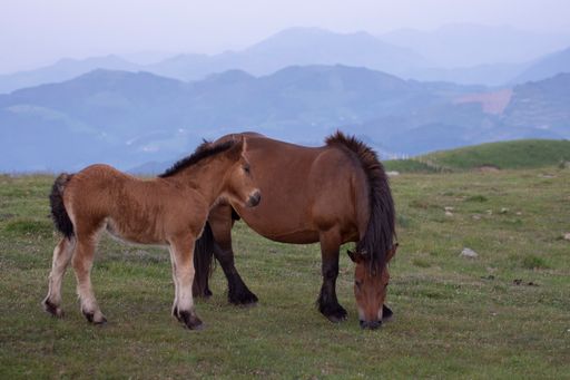 a group of horses grazing in the basque country at sunset