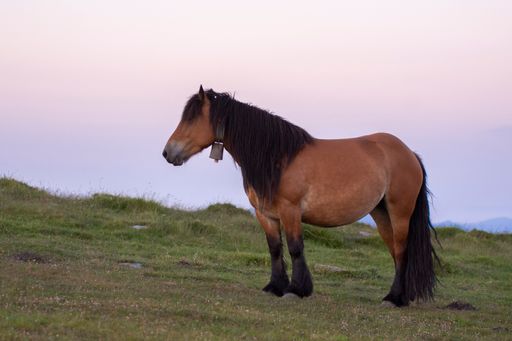 A beautiful view of a field and a brown horse standing on the grass at sunset. Basque country
