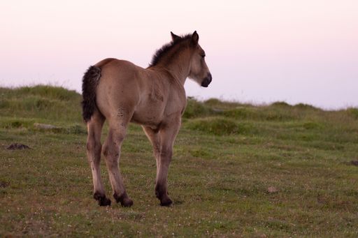 A landscape view of a field and a horse running. Basque country