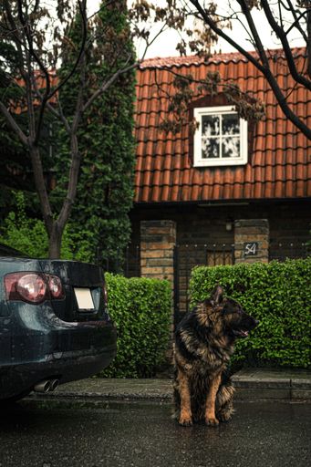 A vertical shot of a dog on the roadside behind a car with bush and house background