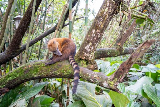 A closeup shot of an animal on the tree