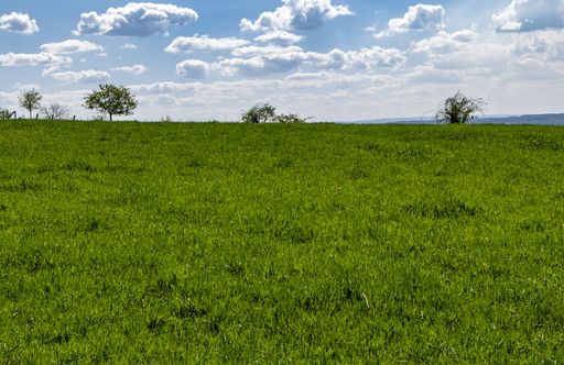 A green park with trees during a sunny day