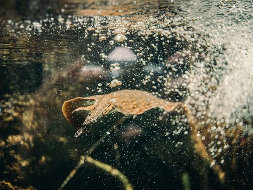 A closeup shot of a stingray swimming around in bubbly water