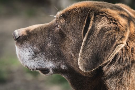 Brown cute labrador retriever laying in the garden