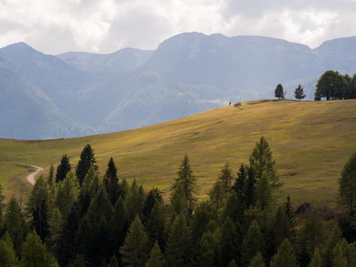 A mesmerizing scenery of mountains and forest from on a gloomy day
